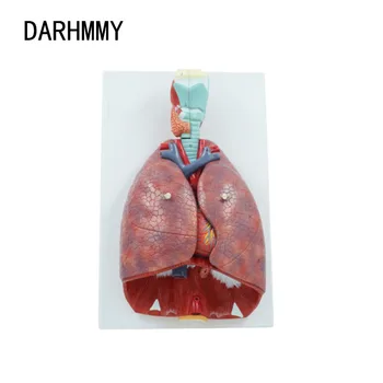 DARHMMY Človeškega Srca, Pljuč, Grla Cardiopulmonary Model, Snemljiv Bronhialne Anatomija Dihal Model